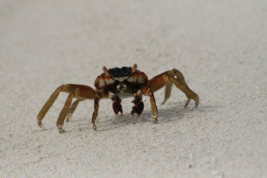 crabe des Maldives