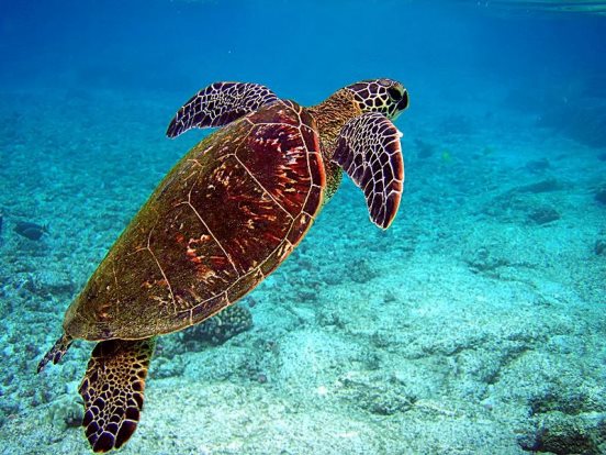 turtle point maldives